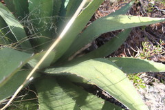 Agave parryi