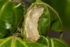 Automeris naranja