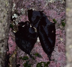 Sarcothalia crispata