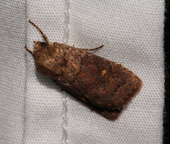 Pseudorthodes vecors