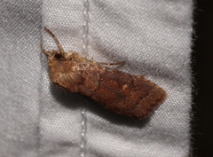 Pseudorthodes vecors