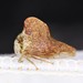 Sycamore Treehopper - Photo (c) Zach DuFran, some rights reserved (CC BY-NC), uploaded by Zach DuFran