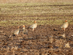 Chloephaga rubidiceps