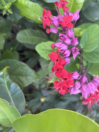 Clerodendrum speciosum observed 2024-11-15