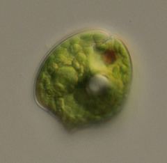 Phacus acuminatus
