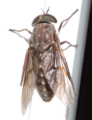 Tabanus catenatus