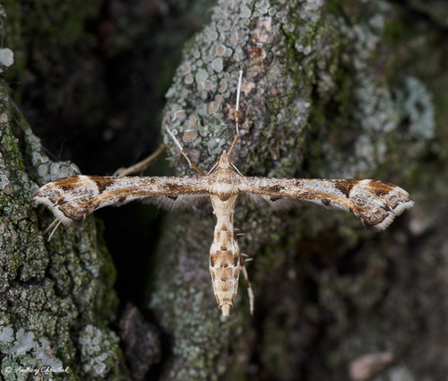 Platyptilia nemoralis