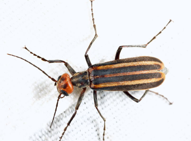 Striped Blister Beetle
