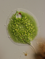 Phacus gigas