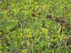 Lomatium ambiguum