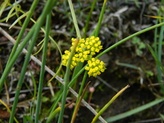 Lomatium cous