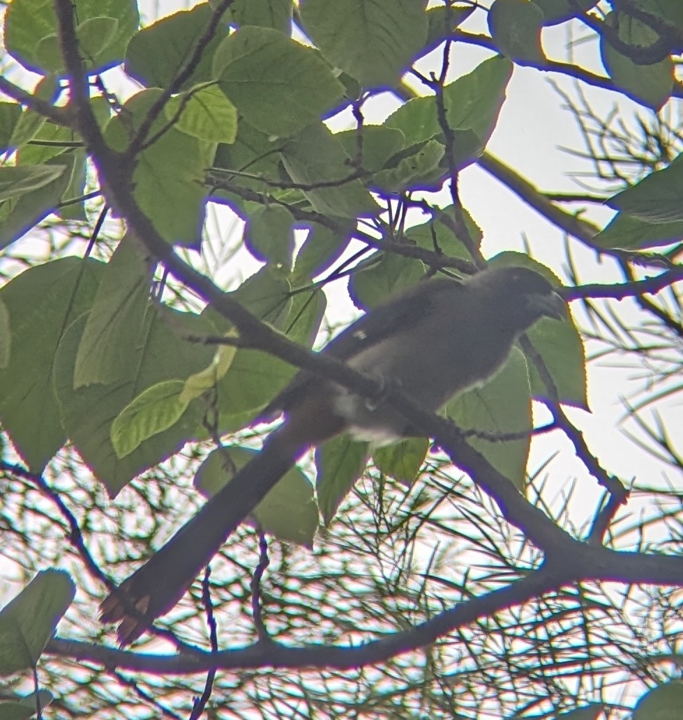 Grey Treepie