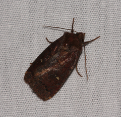 Pseudorthodes vecors