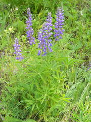 Lupinus caudatus