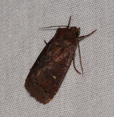 Pseudorthodes vecors