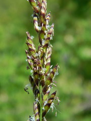 Melica spectabilis