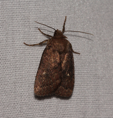 Pseudorthodes vecors