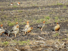 Chloephaga rubidiceps