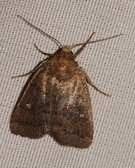 Pseudorthodes vecors