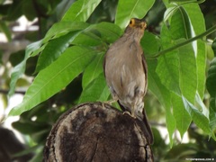 Turdus nudigenis