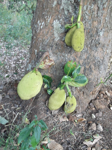 Jackfruit