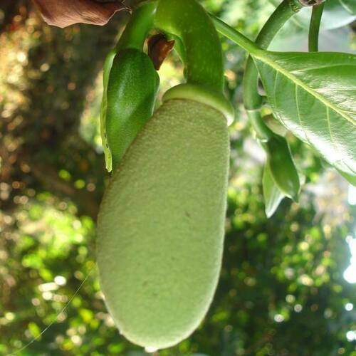 Jackfruit