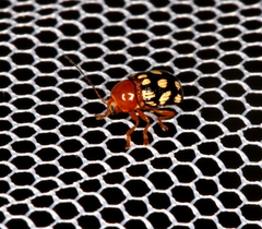 Cryptocephalus guttulatus