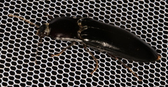 Melanactes piceus