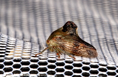 Telamona decorata
