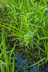 Dulichium arundinaceum