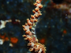Bryaninops