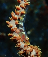 Bryaninops