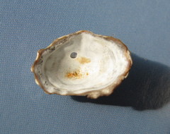 Siphonaria australis