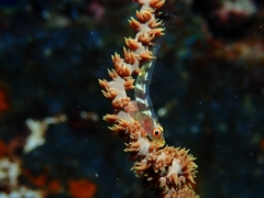 Bryaninops