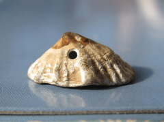 Siphonaria australis