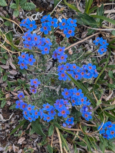 Eritrichium aretioides