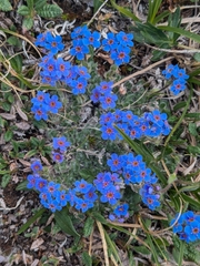 Eritrichium aretioides
