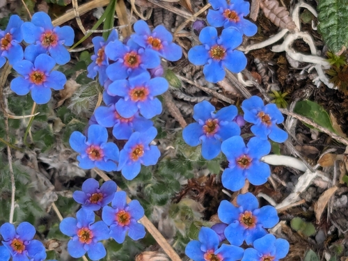 Eritrichium aretioides, photograph 1