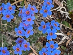Eritrichium aretioides, photograph lauralaska66, CC BY, iNaturalist via GBIF