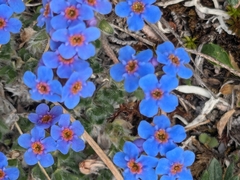 Eritrichium aretioides, photograph lauralaska66, CC BY, iNaturalist via GBIF