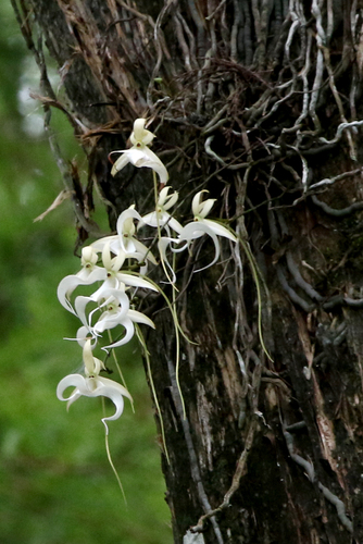 Dendrophylax lindenii