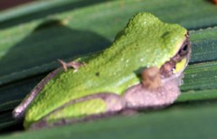 Hyla avivoca ogechiensis