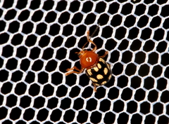 Cryptocephalus guttulatus