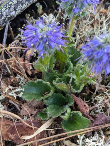 Image of Veronica alaskensis by (c) lauralaska66, some rights reserved (CC BY)