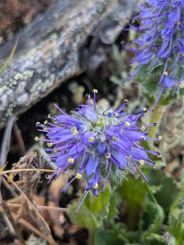 Image of Veronica alaskensis by (c) lauralaska66, some rights reserved (CC BY)