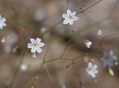 Eriogonum spergulinum
