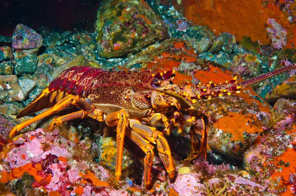 Southern Rock Lobster