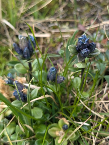 Image of Gentiana glauca by (c) lauralaska66, some rights reserved (CC BY)