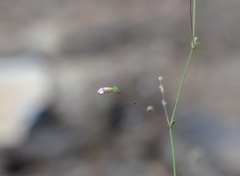 Eriogonum spergulinum