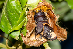 Automeris naranja
